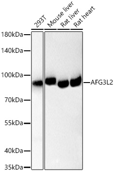 AFG3L2 Rabbit mAb