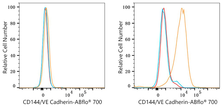 ABflo® 700 Rabbit anti-Human CD144/VE Cadherin mAb