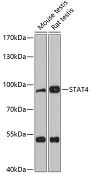 STAT4 Rabbit pAb