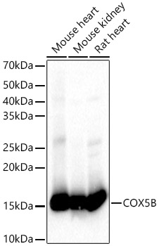 COX5B Rabbit pAb