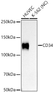 CD34 Rabbit PolymAb®