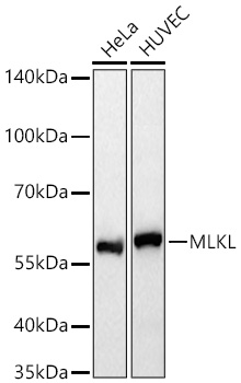 MLKL Rabbit mAb