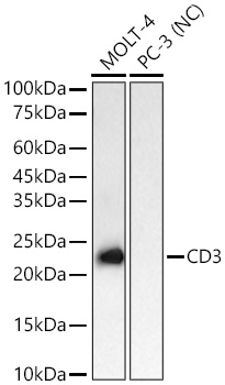 CD3 Rabbit mAb