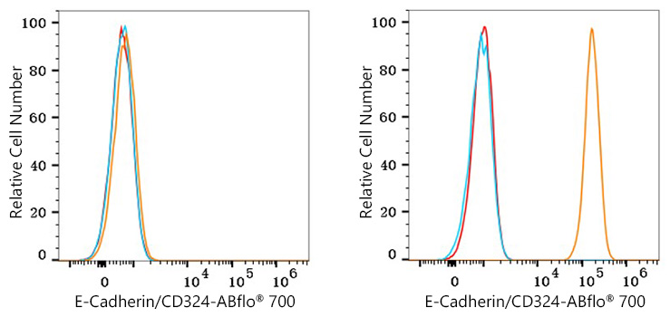 ABflo® 700 Rabbit anti-Human E-Cadherin/CD324 mAb