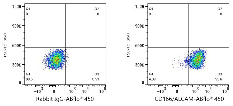 anti ALCAM Antibody