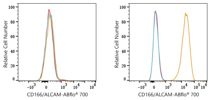 ABflo® 700 Rabbit anti-Human CD166/ALCAM mAb