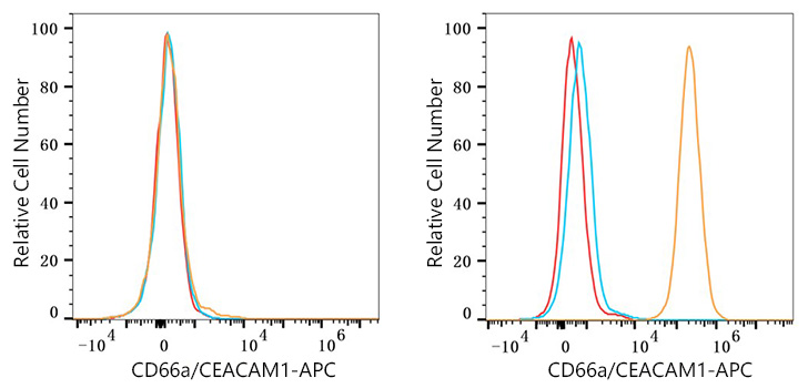 APC Rabbit anti-Human CD66a/CEACAM1 mAb