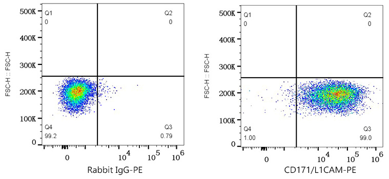 PE Rabbit anti-Human CD171/L1CAM mAb