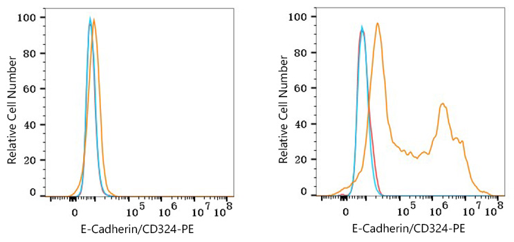 PE Rabbit anti-Mouse E-Cadherin/CD324 mAb