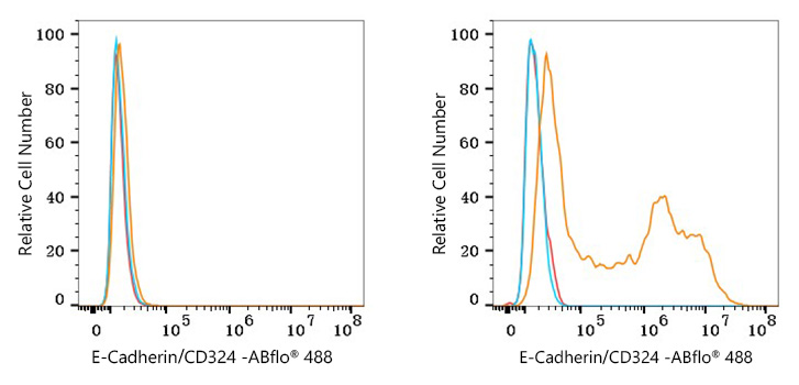 ABflo® 488 Rabbit anti-Mouse E-Cadherin/CD324 mAb