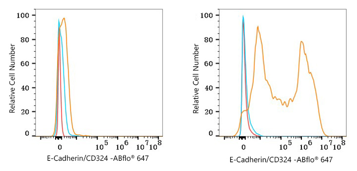 ABflo® 647 Rabbit anti-Mouse E-Cadherin/CD324 mAb