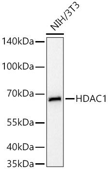 [KO Validated] HDAC1 Rabbit mAb