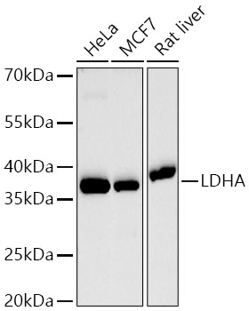 [KD Validated] LDHA Rabbit mAb