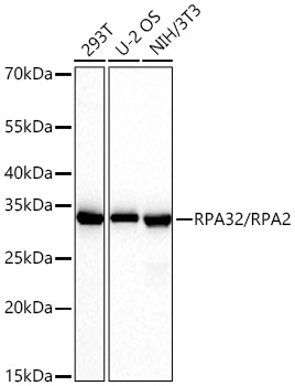 RPA32/RPA2 Rabbit mAb