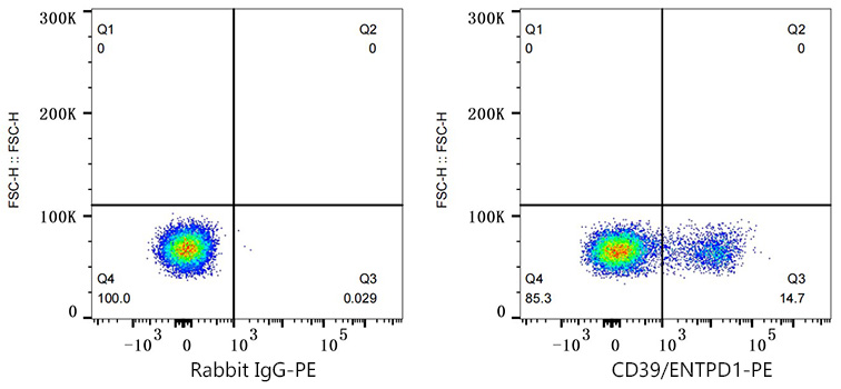 PE Rabbit anti-Human CD39/ENTPD1 mAb