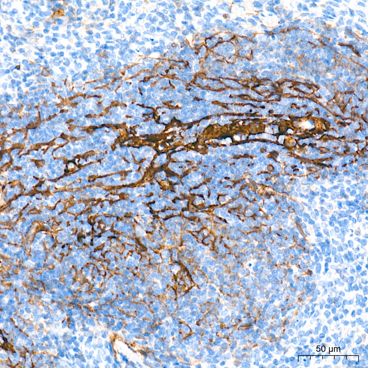 p75NTR/NGFR Rabbit PolymAb®
