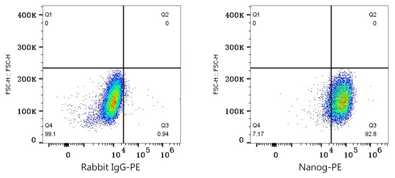 PE Rabbit anti-Human/Mouse Nanog mAb