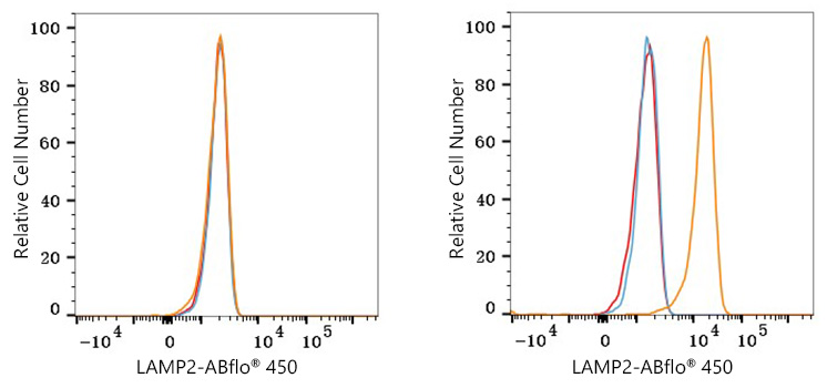 ABflo® 450 Rabbit anti-Human LAMP2 mAb