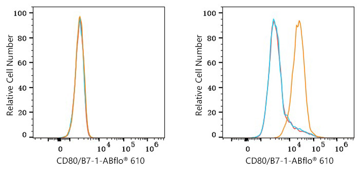 ABflo® 610 Rabbit anti-Human CD80/B7-1 mAb