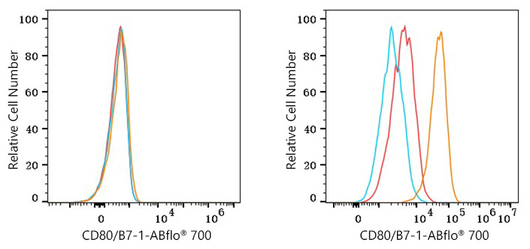 ABflo® 700 Rabbit anti-Human CD80/B7-1 mAb