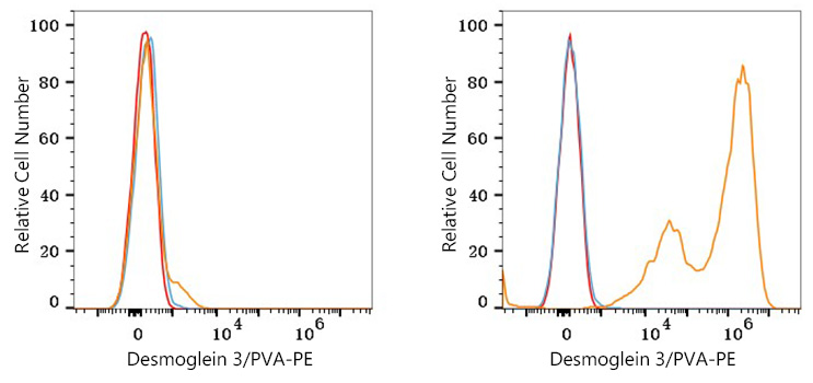 PE Rabbit anti-Human Desmoglein 3/PVA mAb