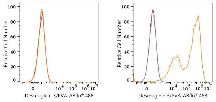 ABflo® 488 Rabbit anti-Human Desmoglein 3/PVA mAb