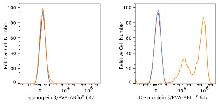 ABflo® 647 Rabbit anti-Human Desmoglein 3/PVA mAb