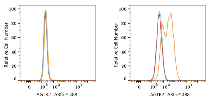 AGTR2 Antibody