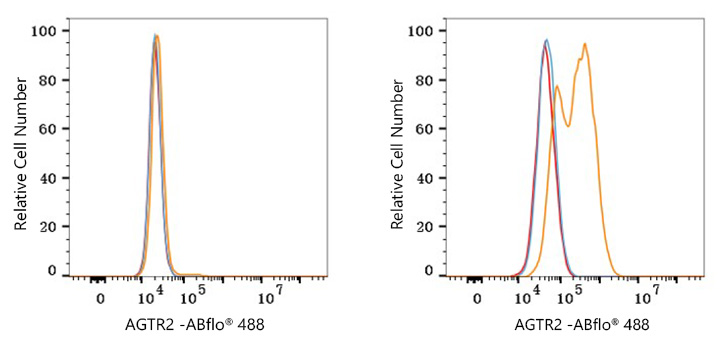 ABflo® 488 Rabbit anti-Human AGTR2 mAb