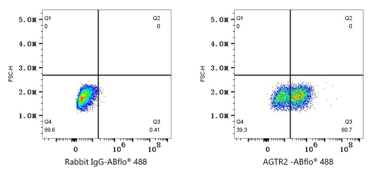 anti AGTR2 Antibody