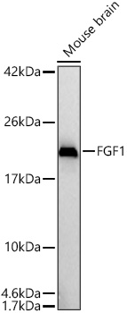 FGF1 Rabbit PolymAb®