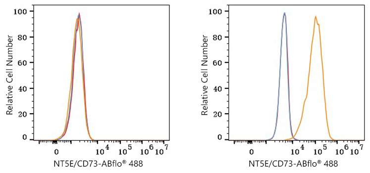 ABflo® 488 Rabbit anti-Human NT5E/CD73 mAb