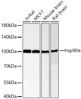 [KO Validated] Hsp90α Rabbit mAb