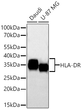 HLA-DR Rabbit PolymAb®