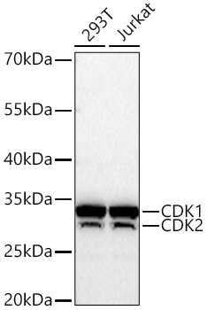 CDK1/2 Rabbit PolymAb®