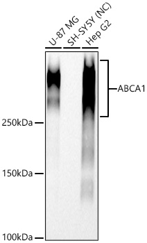 ABCA1 Rabbit mAb