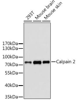 Calpain 2 Rabbit pAb