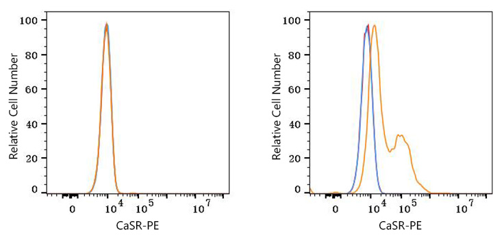 PE Rabbit anti-Human CaSR mAb