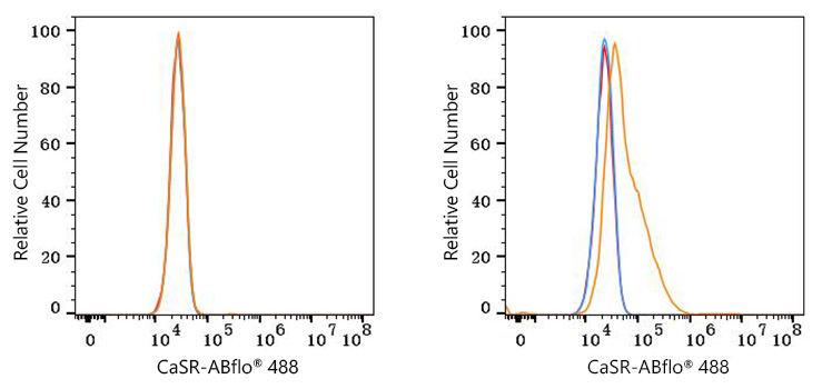 ABflo® 488 Rabbit anti-Human CaSR mAb