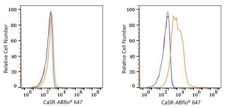 ABflo® 647 Rabbit anti-Human CaSR mAb