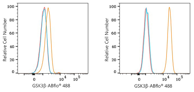 ABflo® 488 Rabbit anti-Human GSK3β mAb