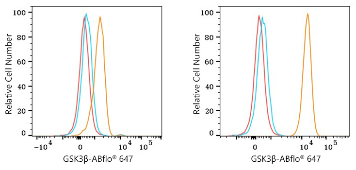 ABflo® 647 Rabbit anti-Human GSK3β mAb