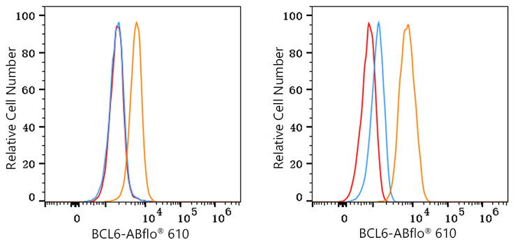 ABflo® 610 Rabbit anti-Human/Mouse BCL6 mAb