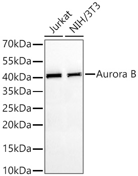 Aurora B Mouse mAb