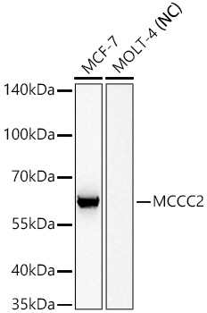 MCCC2 Rabbit mAb