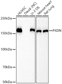 PXDN Rabbit mAb