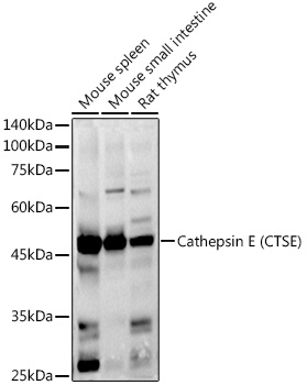 Cathepsin E (CTSE) Rabbit pAb