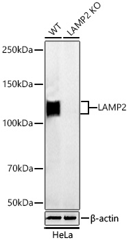 [KO Validated] LAMP2 Rabbit PolymAb®