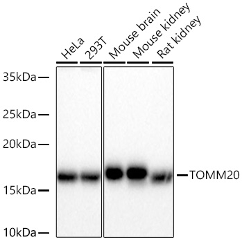 ABflo® 488 Conjugated TOM20 Rabbit mAb