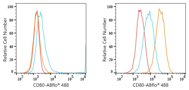 ABflo® 488 anti-Mouse CD80 mAb